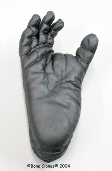 Chimpanzee Foot Life Cast Replica - Pan troglodytes #LC-24