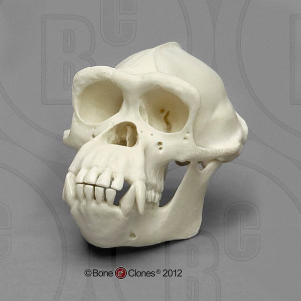 Chimpanzee (male) 1/2 scale Model Skull - Pan troglodytes #KAM-03