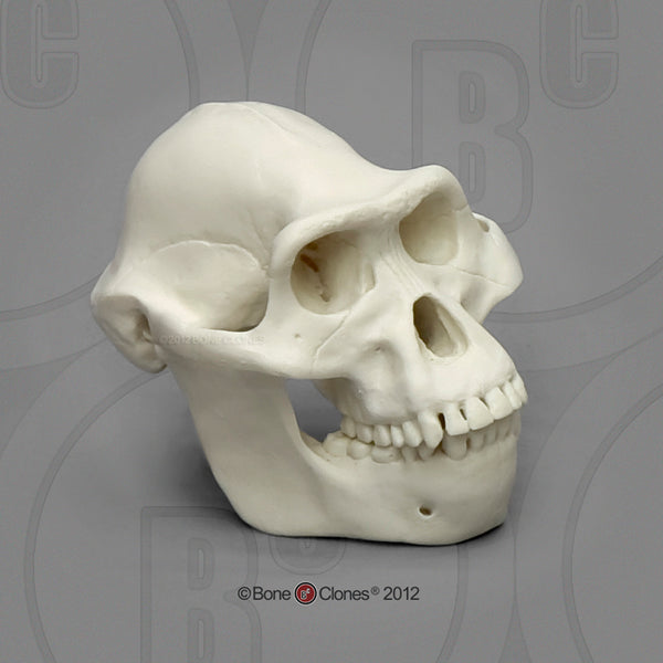 1/2 scale Set of 7 Primate Model Skulls #KAM-SET-7