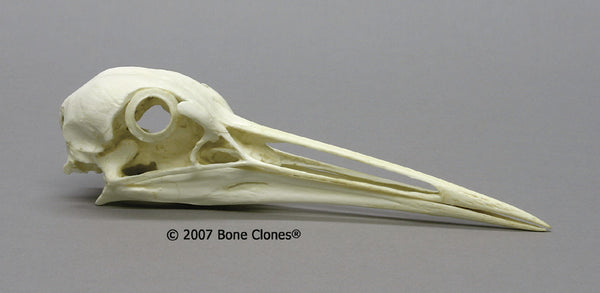 Crane Skull (Sandhill Crane) Cast Replica - Grus canadensis #BC-134