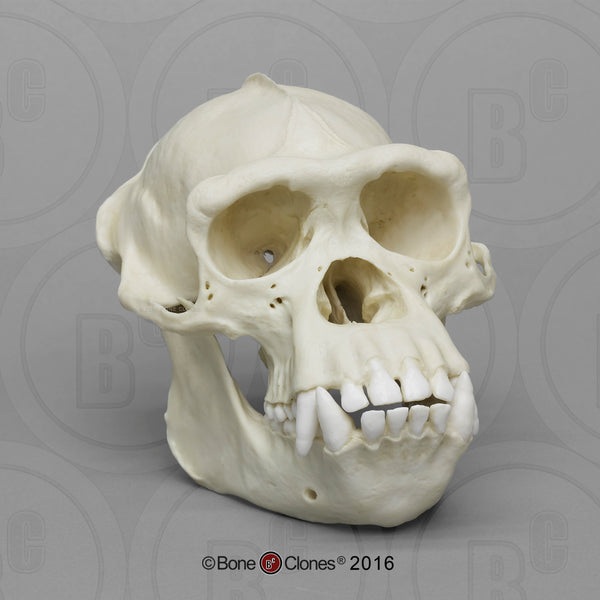 Chimpanzee Skull (male) Cast Replica - Pan troglodytes #BC-003