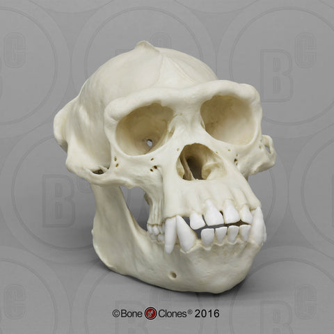 Chimpanzee Skull (male) Cast Replica - Pan troglodytes #BC-003