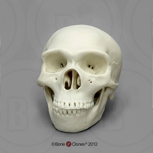 1/2 scale Homo neanderthalensis Model Skull #KAM-06