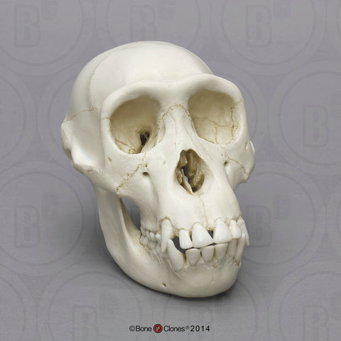 Chimpanzee Skull (juvenile) Cast Replica - Pan troglodytes #BC-325