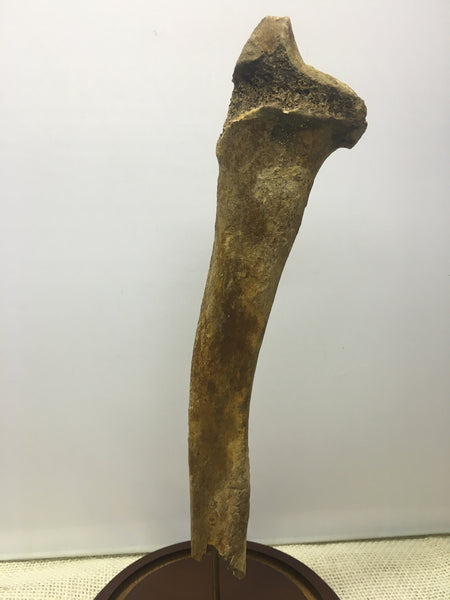 Saber-toothed Cat radius bone - Smilodon fatalis