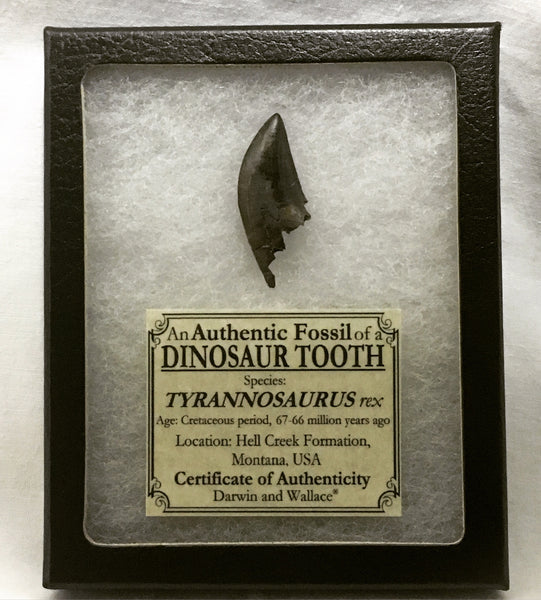 Tyrannosaurus (T.rex) Tooth 1&11/16" (gigantic tyrannosaurid dinosaur)