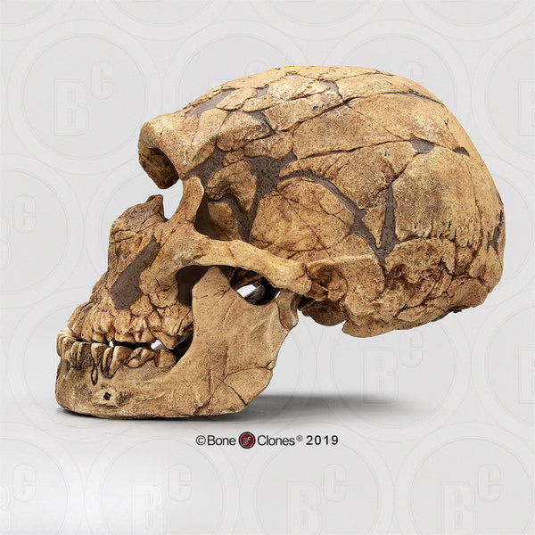 Homo neanderthalensis (Neanderthal - La Ferrassie 1) Cast Replica Skull #BH-019