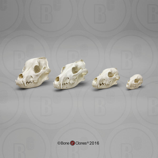 Canid Comparison Economy Skull Set Cast Replicas - #COMP-140