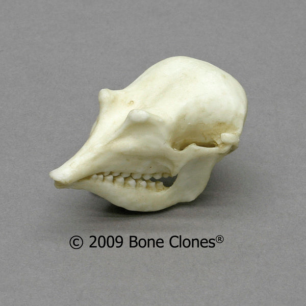 Armadillo Skull (Fairy Armadillo) Cast Replica - Chlamyphorus truncatus #BC-283
