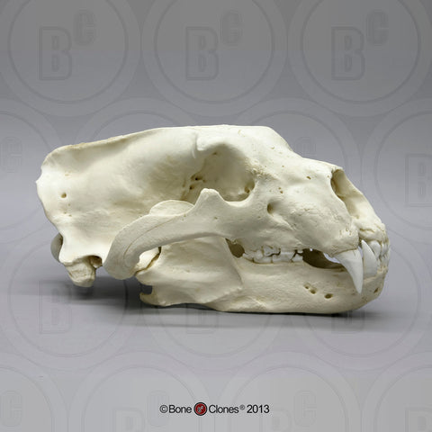 Bear Skull (Polar Bear) Cast Replica - Ursus maritimus #BC-063