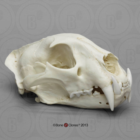 Cat Skull (African Leopard - male) Cast Replica - Panthera pardus #BC-060
