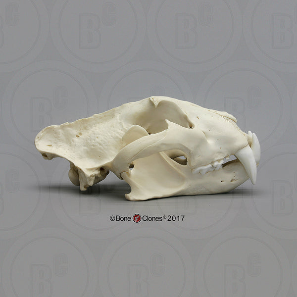 Cat Skull (Siberian Tiger) Cast Replica - Panthera tigris altaica #BC-008