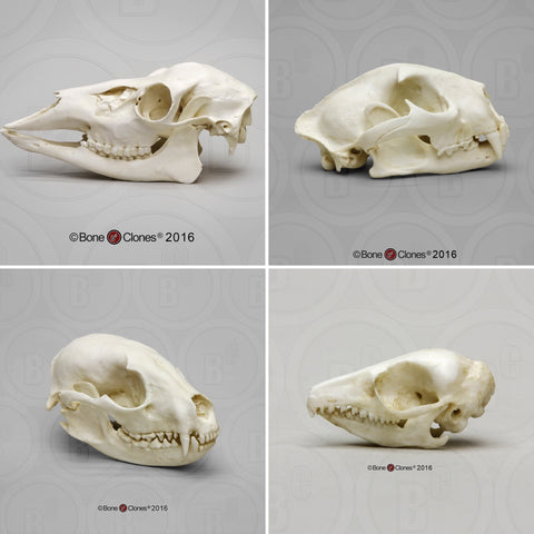 Dietary Comparison Economy Skull Set Cast Replicas - #COMP-141