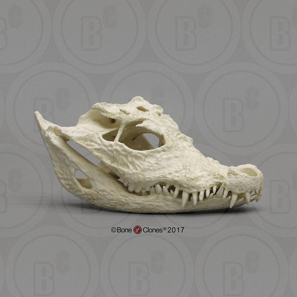 Crocodile Skull (Dwarf Crocodile) Cast Replica - Osteolaemus tetraspis #BC-009