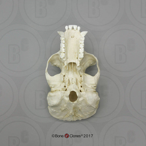 Gorilla Skull (Western Lowland - male) Cast Replica - Gorilla gorilla #BC-001