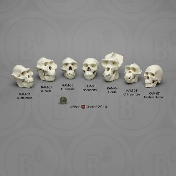 1/2 scale Set of 7 Primate Model Skulls #KAM-SET-7