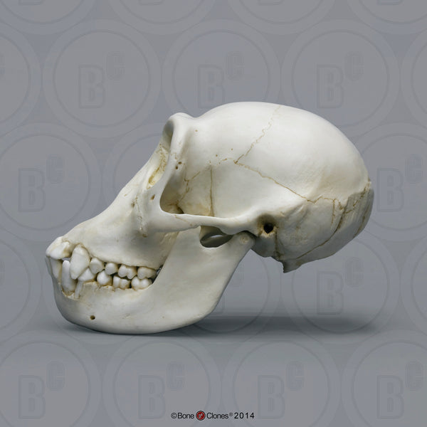 Chimpanzee Skull (juvenile) Cast Replica - Pan troglodytes #BC-325