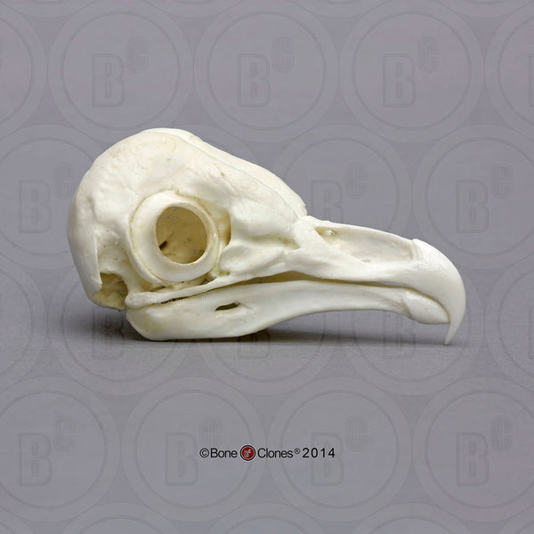 Owl Skull (Barn Owl) Cast Replica - Tyto alba #BC-153