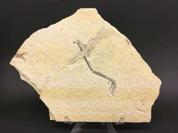 Rare Bird Leg Fossil 12"L - Messelornis nearctica