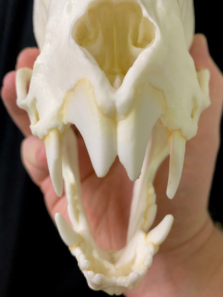 Bat Skull (Vampire Bat) XL 8:1 Scale Cast Replica - Desmodus rotundus #TSBC-333