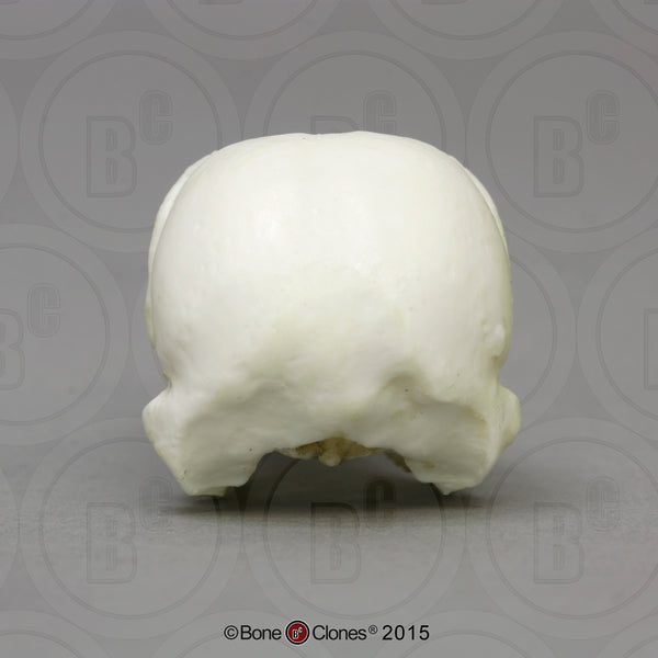 Woodpecker Skull (Pileated Woodpecker) Cast Replica - Dryocopus pileatus #BC-112