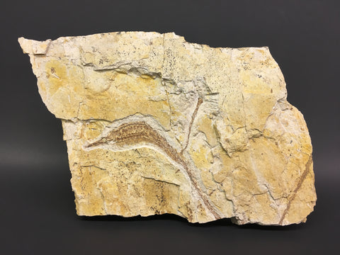 Greater Pipefish Fossil 10”L - Syngnathus acus