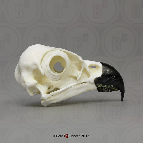 Osprey Skull (Western Osprey) Cast Replica - Pandion haliaetus #BC-166
