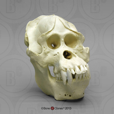 Orangutan Skull (Sumatran - male) Cast Replica - Pongo abelii #BC-002S