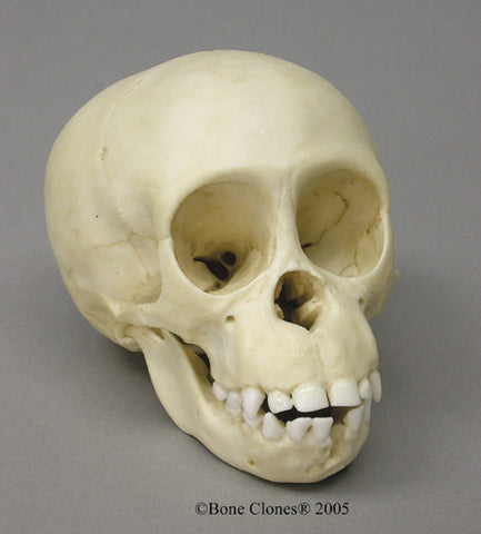 Chimpanzee Skull (infant) Cast Replica - Pan troglodytes #BC-207