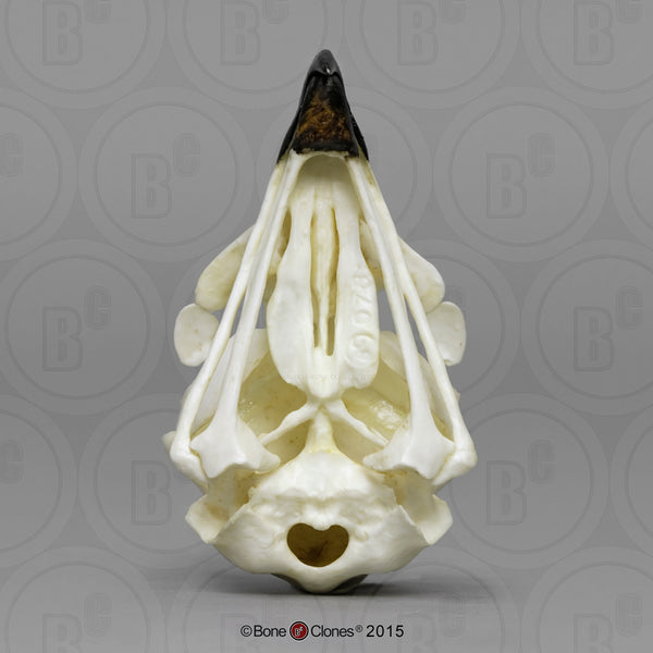 Hawk Skull (Red-tailed Hawk) Cast Replica - Buteo jamaicensis #BC-078