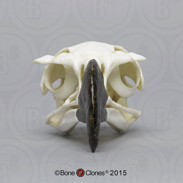 Eagle Skull (Harpy Eagle) Cast Replica - Harpia harpyja #BC-043