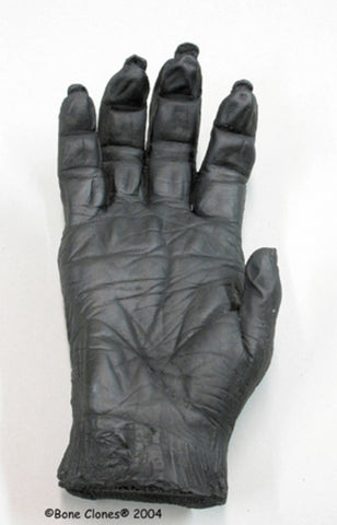 Chimpanzee Hand Life Cast Replica - Pan troglodytes #LC-23