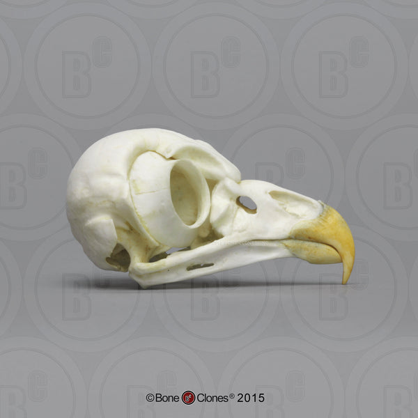 Owl Skull (Barred Owl) Cast Replica - Strix varia #BC-154