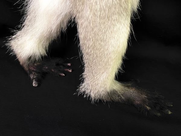 Vervet Monkey Taxidermy - Chlorocebus pygerythrus