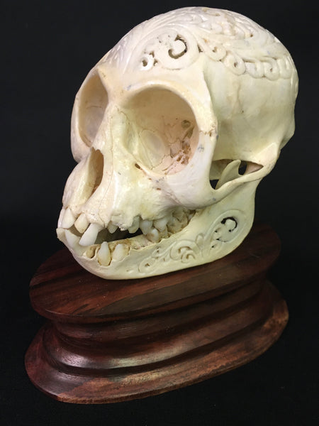 Hand-Carved Monkey Skull - Macaca fascicularis