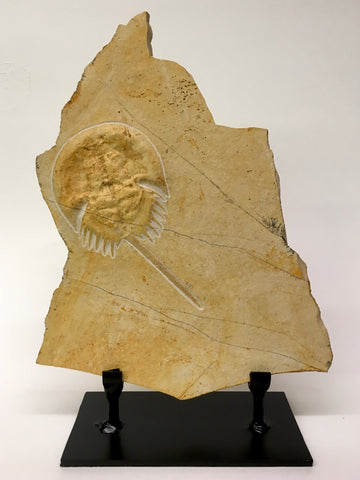 Horsehoe Crab Fossil 5&1/2" - Mesolimulus walchi