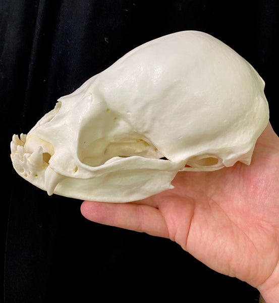 Bat Skull (Vampire Bat) XL 8:1 Scale Cast Replica - Desmodus rotundus #TSBC-333