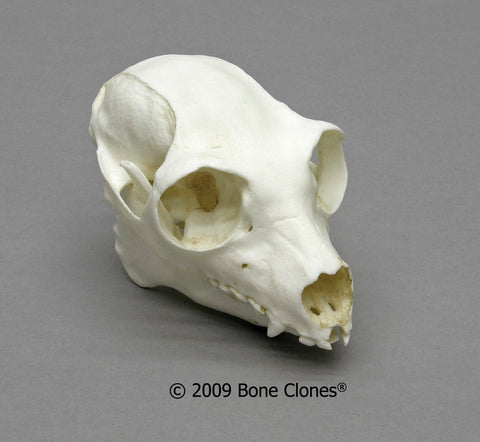 Lemur Skull (Indri) Cast Replica - Indri indri #BC-282