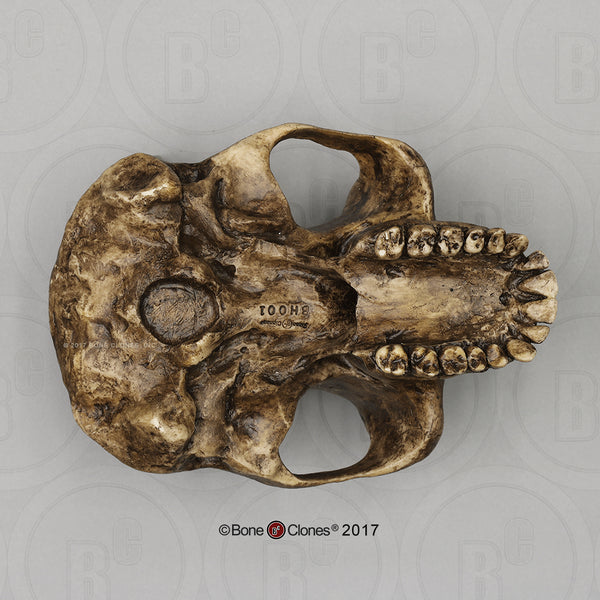 Australopithecus afarensis economy Model Skull #BH-001-EC