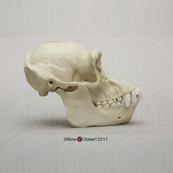Chimpanzee Skull (male) Cast Replica - Pan troglodytes #BC-003