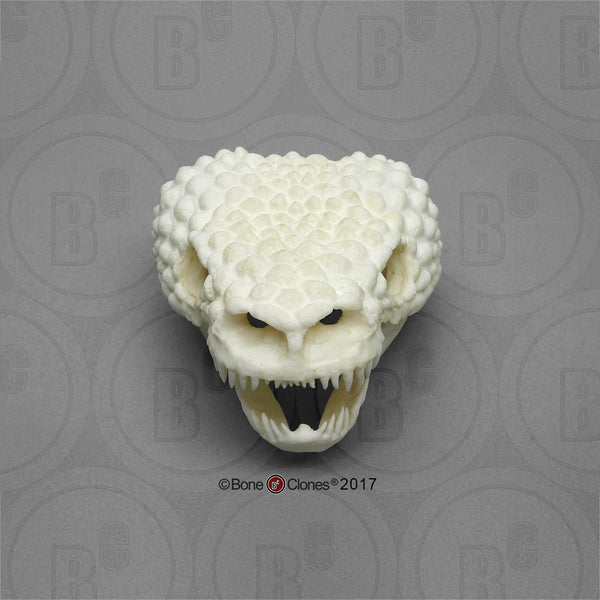 Lizard Skull (Gila Monster) Cast Replica - Heloderma suspectum #BC-006