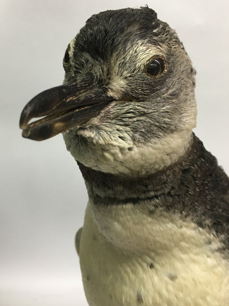 Magellanic Penguin Taxidermy - Spheniscus magellanicus