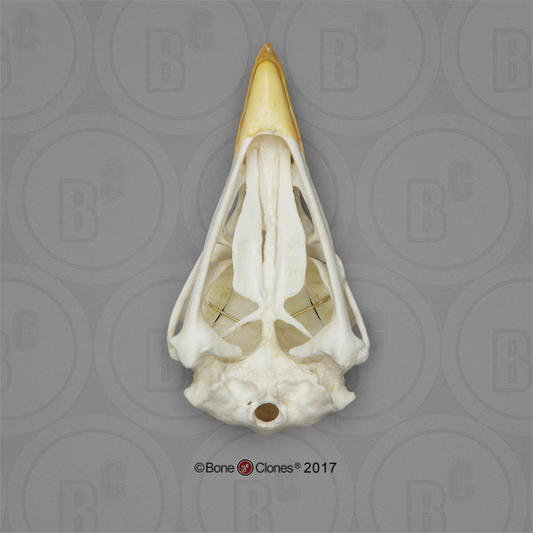 Eagle Skull (Bald Eagle) Cast Replica - Haliaeetus leucocephalus #BC-068