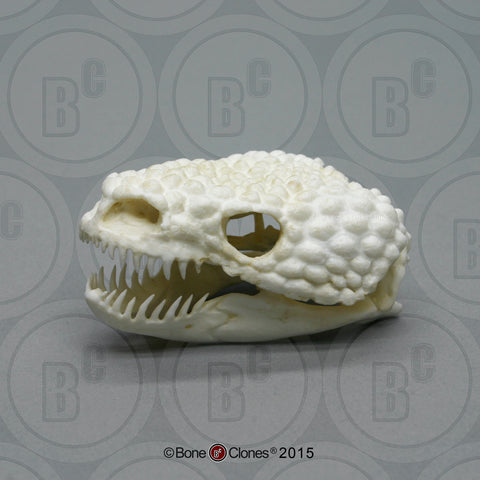 Lizard Skull (Gila Monster) Cast Replica - Heloderma suspectum #BC-006