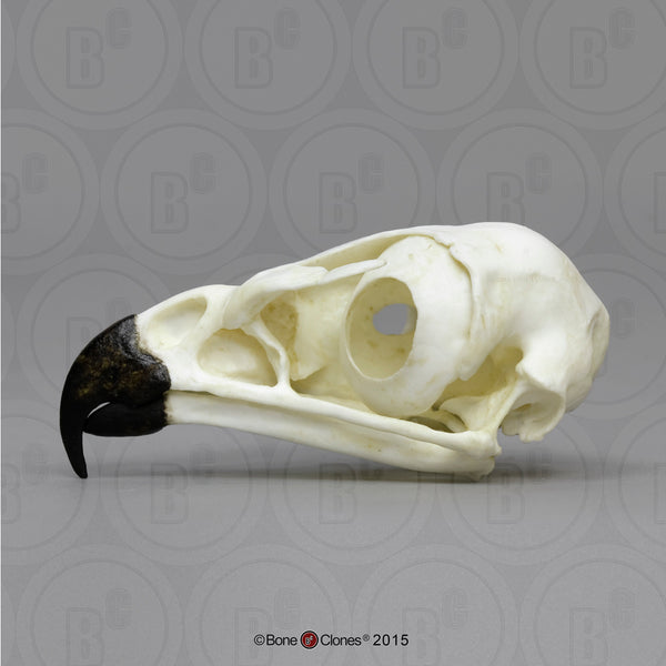 Hawk Skull (Red-tailed Hawk) Cast Replica - Buteo jamaicensis #BC-078