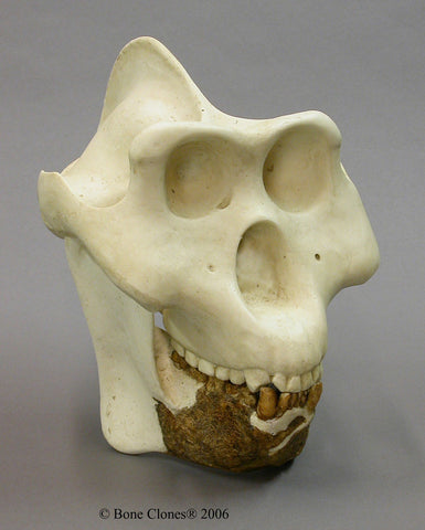 Gigantopithecus blacki Cast Replica Skull Reconstruction #BC-140