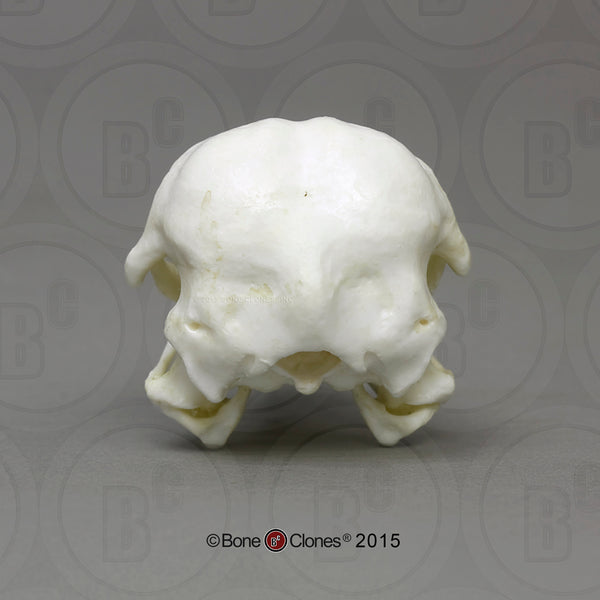 Osprey Skull (Western Osprey) Cast Replica - Pandion haliaetus #BC-166