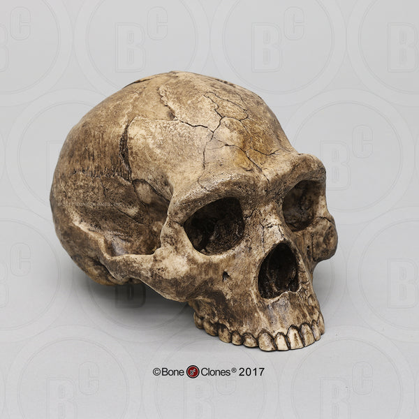 Homo erectus economy Cast Replica Skull #BH-005-EC