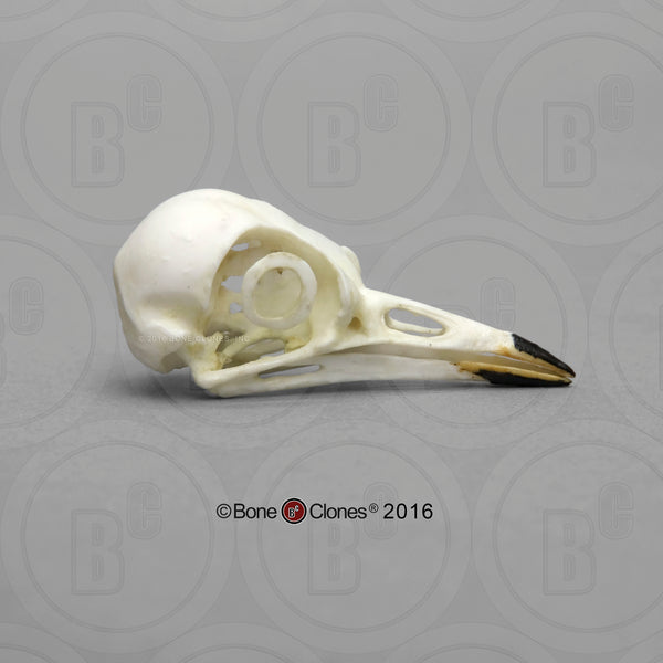 Robin Skull (American Robin) Cast Replica - Turdus migratorius #BC-168