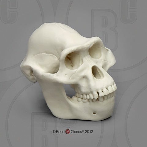 1/2 scale Australopithecus afarensis Model Skull #KAM-02